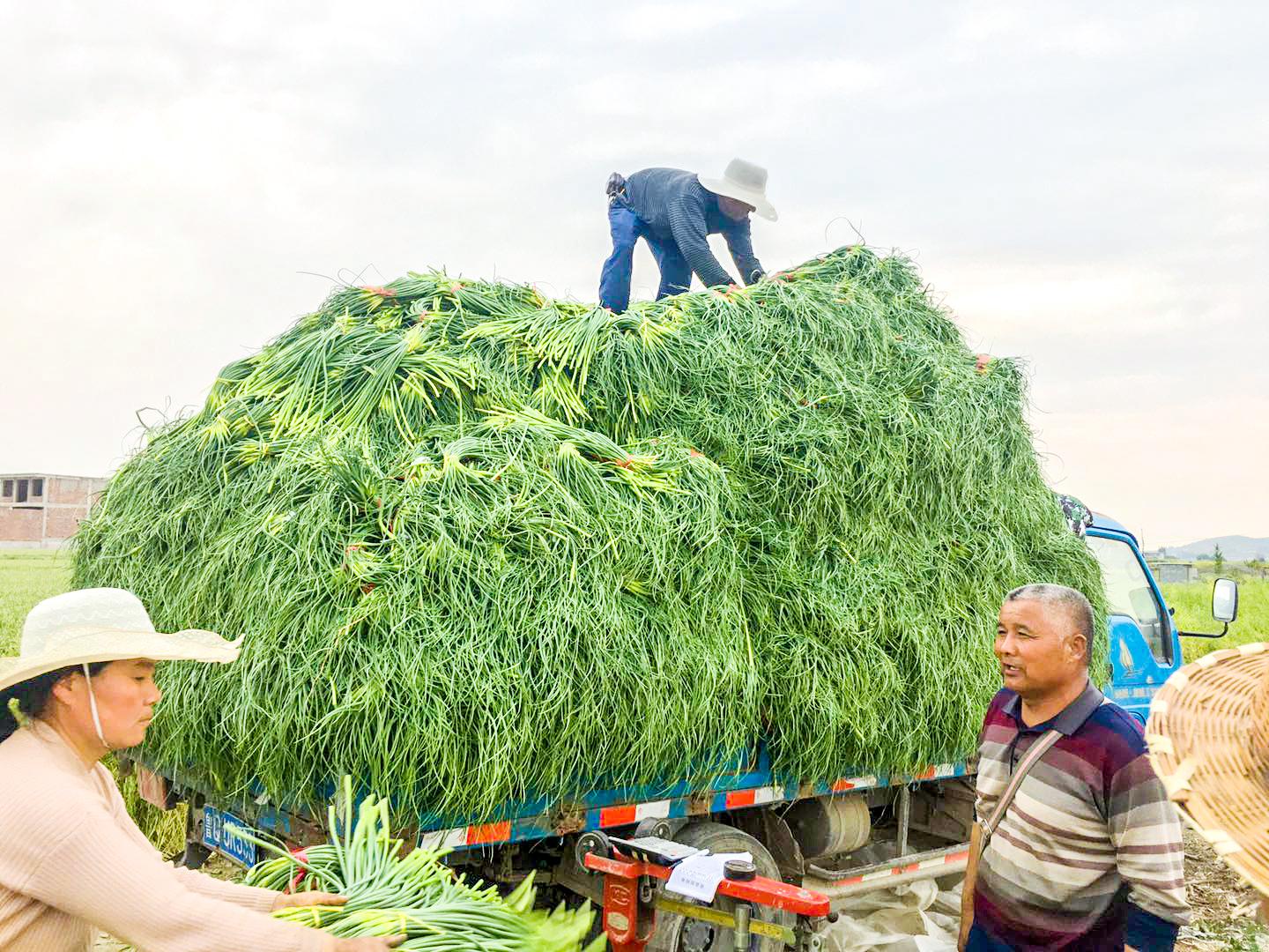 蒼山蒜苔最新價格動態(tài)與市場分析，洞悉蒜苔市場動態(tài)及價格走勢